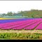 Bulb flower fields near Hillegom-De Zilk, the Netherlands (panorama)