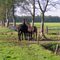 Frisian horses Waskemeer